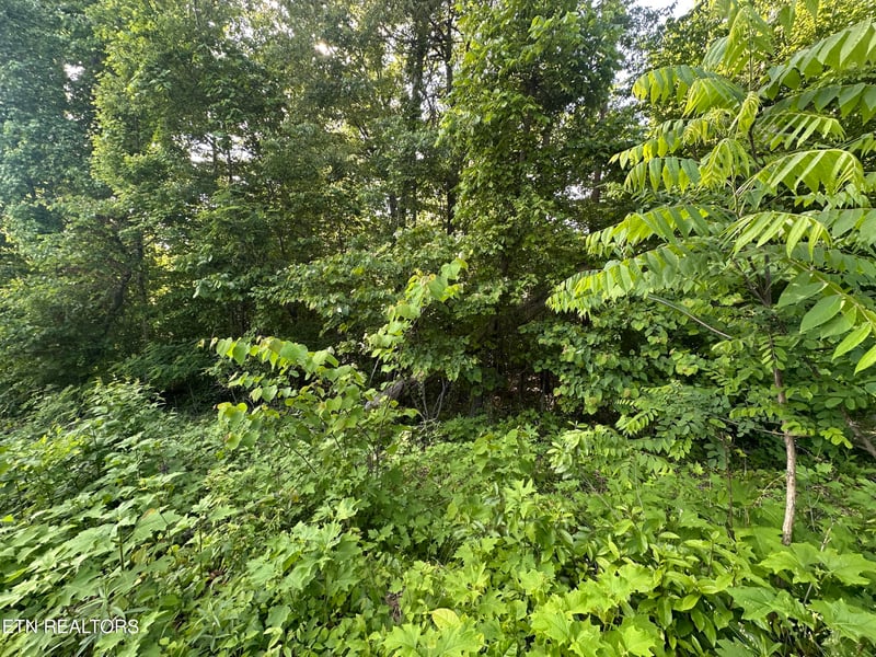 0 Pine Hollow Rd, Jacksboro, TN 37757
