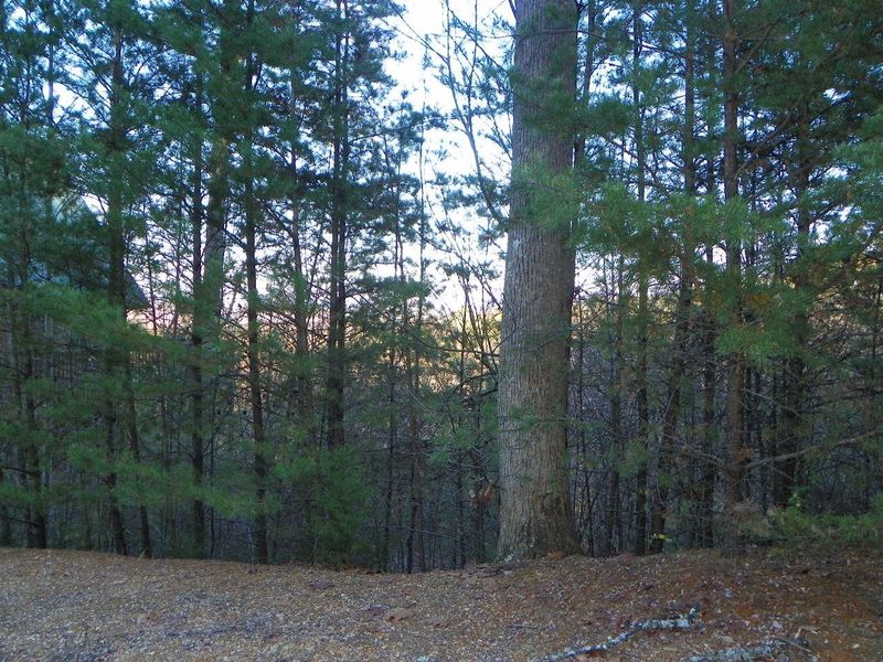 0 Pine Peak Way Lot 39, Pigeon Forge, TN 37863