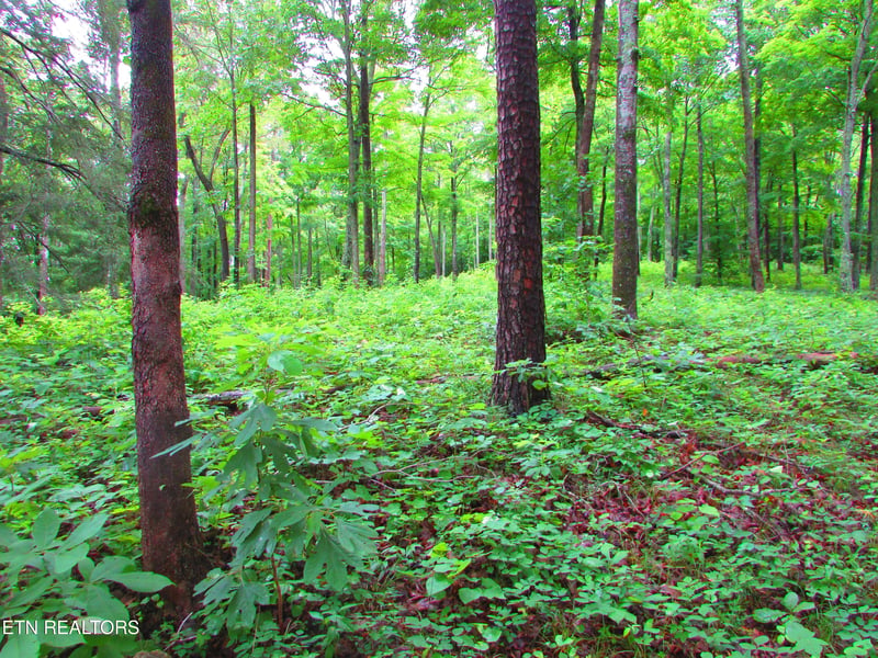 0 Pinnacle Pointe Way, Sharps Chapel, TN 37866
