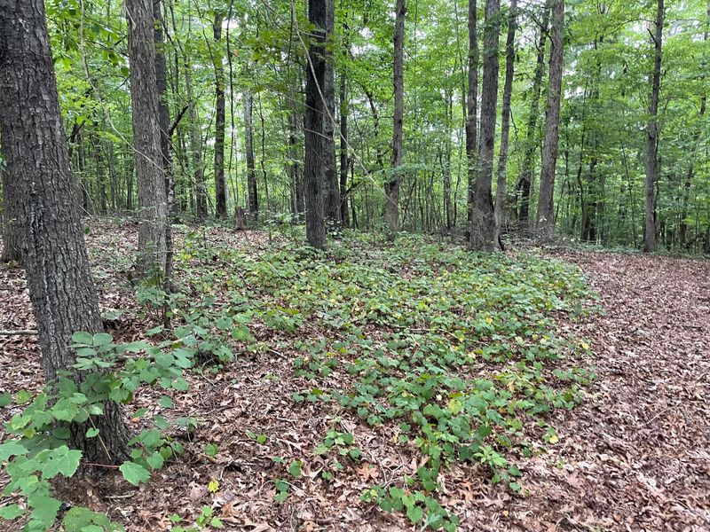 0 Roane State Hwy, Rockwood, TN 37854