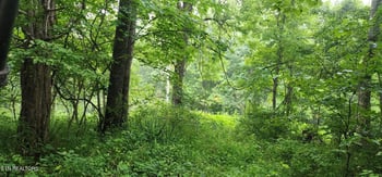 0 Rockhouse Creek Church Rd, Pioneer, TN 37847