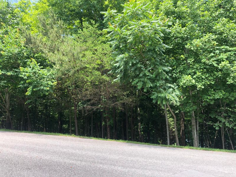 0 Rocky Top Ln, Jacksboro, TN 37757
