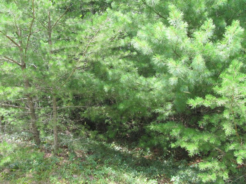 0 Roundstone Ter, Fairfield Glade, TN 38558