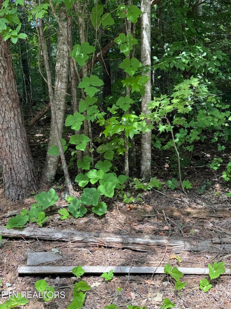 0 S B Ogle, Sevierville, TN 37876