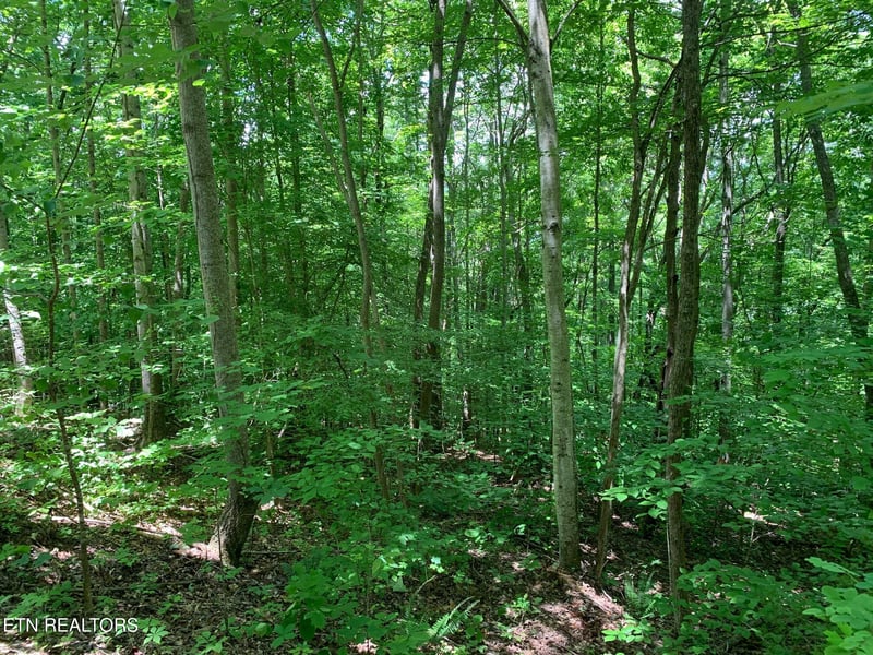 0 S Cove Rd, Maynardville, TN 37807