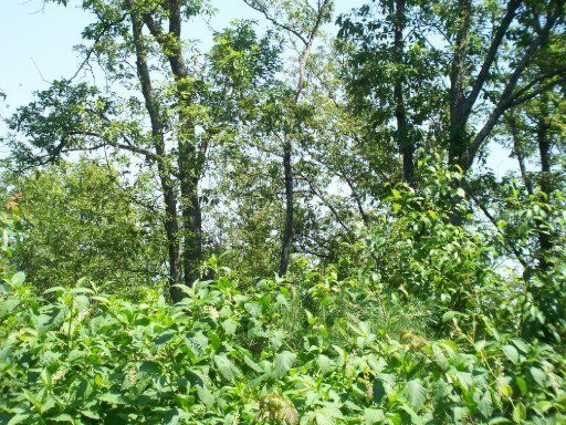 0 Shagbark Hickory Rg, Sevierville, TN 37862