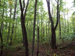 0 Spencer Dr, Harriman, TN 37748