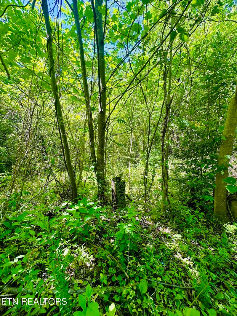 0 Stoney Fork Rd #141 020.00, Caryville, TN 37714