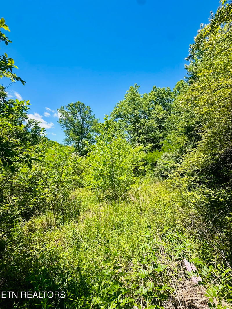 0 Stoney Fork Rd #141 020.00, Caryville, TN 37714