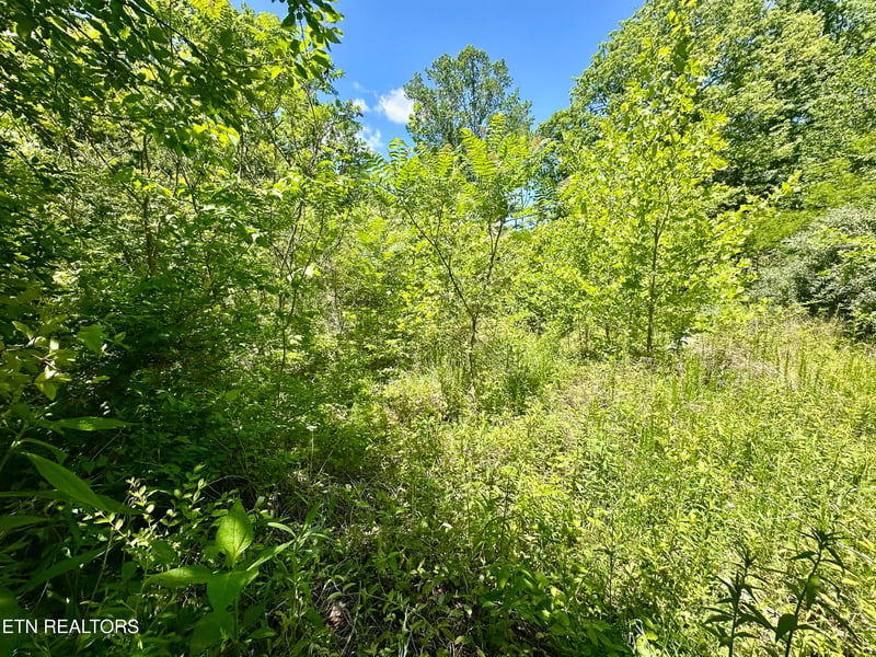 0 Stoney Fork Rd #141 020.00, Caryville, TN 37714