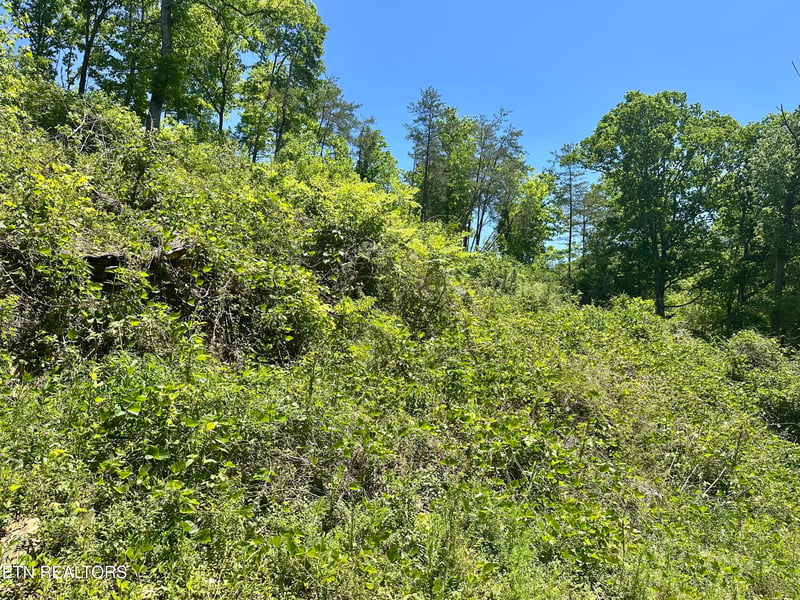 0 Stoney Fork Rd #141 020.00, Caryville, TN 37714