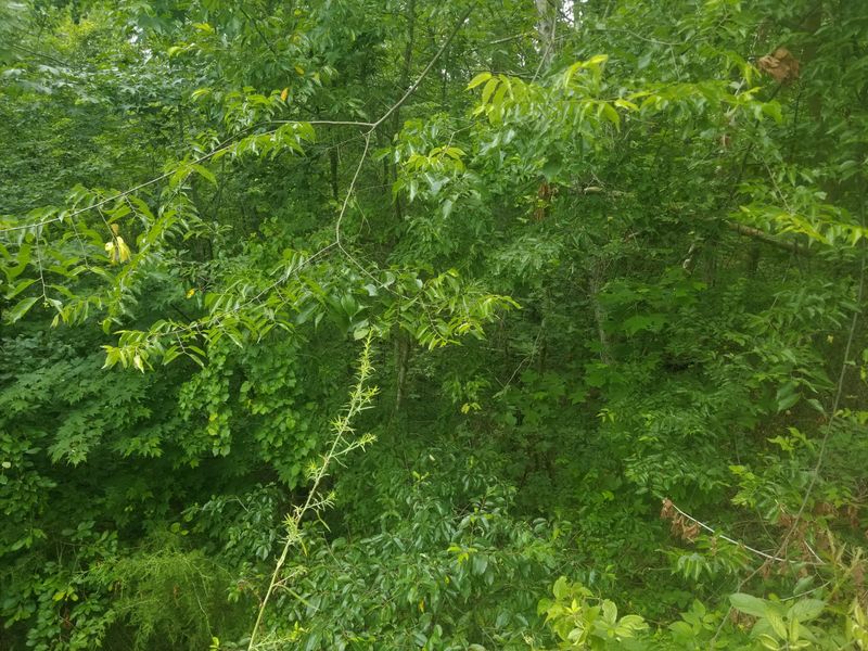 0 Summit Trails Dr Lot 29, Sevierville, TN 37862