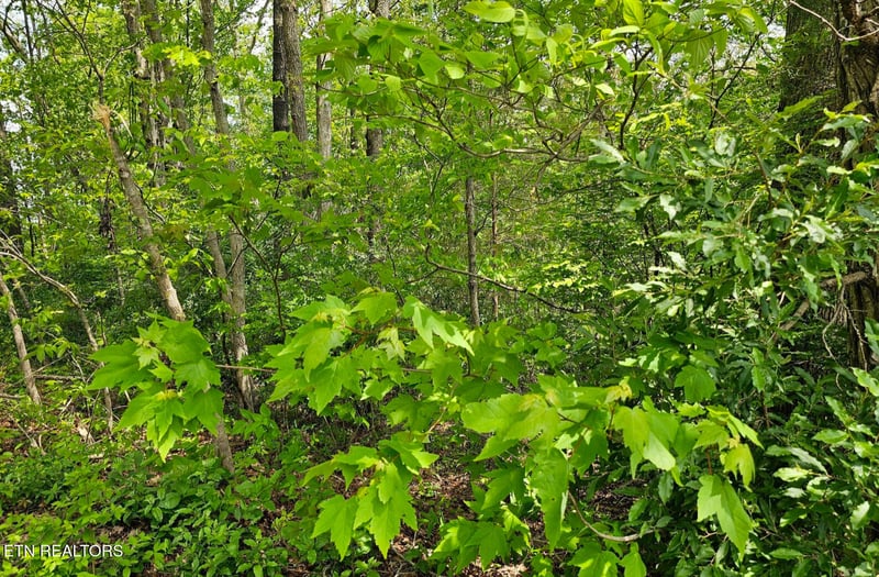 0 Sutherland Dr, Helenwood, TN 37755