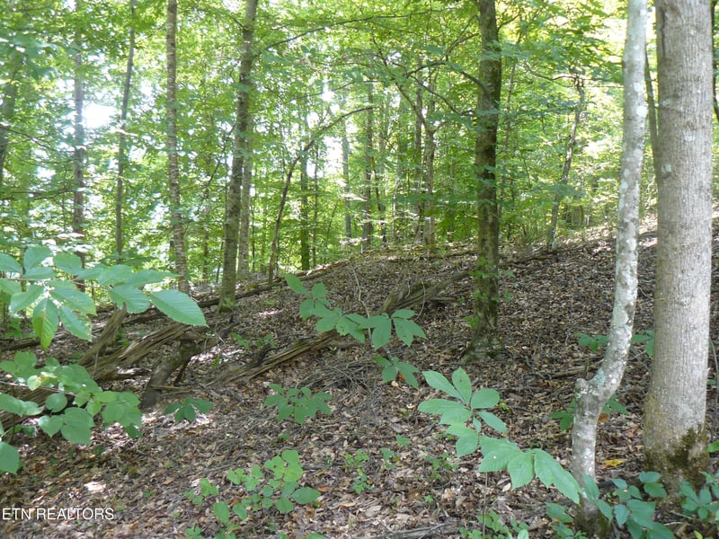 0 Tanglewood Rd, Sharps Chapel, TN 37866