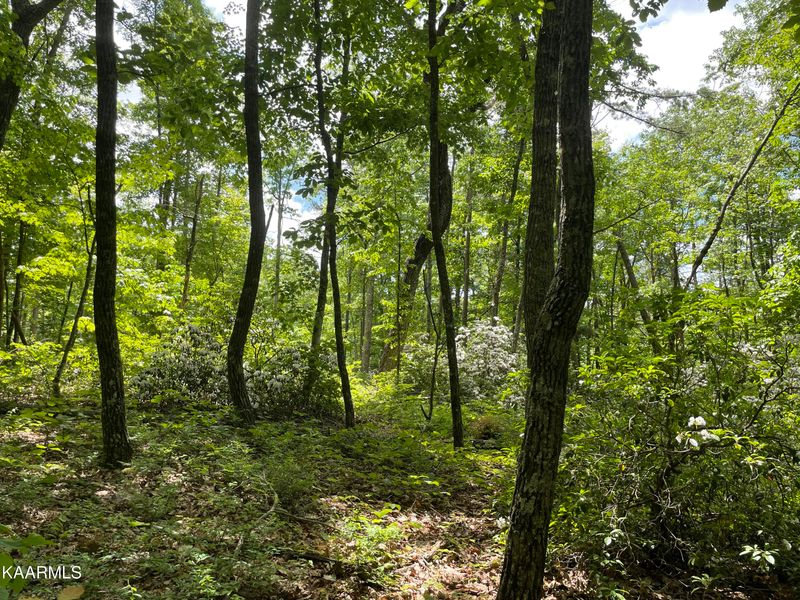0 Tanner Rd, Monterey, TN 38574