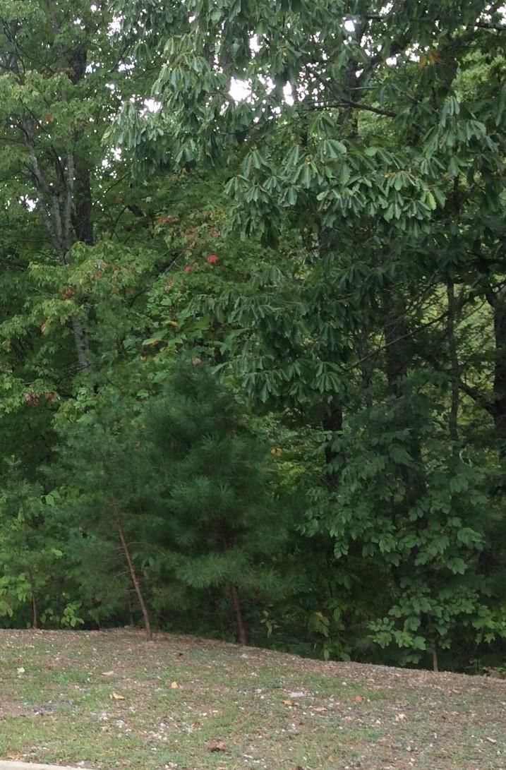 0 Thunder Mtn Lot 87 Rd, Sevierville, TN 37862