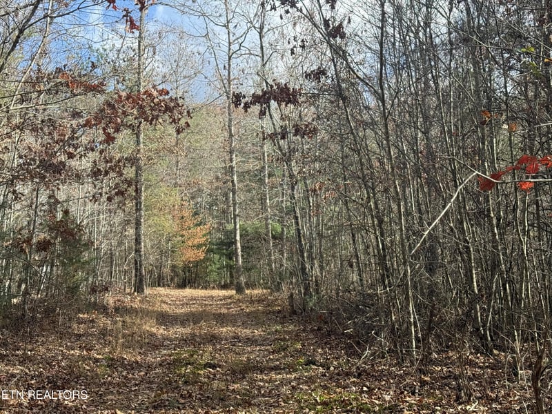 0 Valerie Drive 10 77 Acres Dr, Deer Lodge, TN 37726
