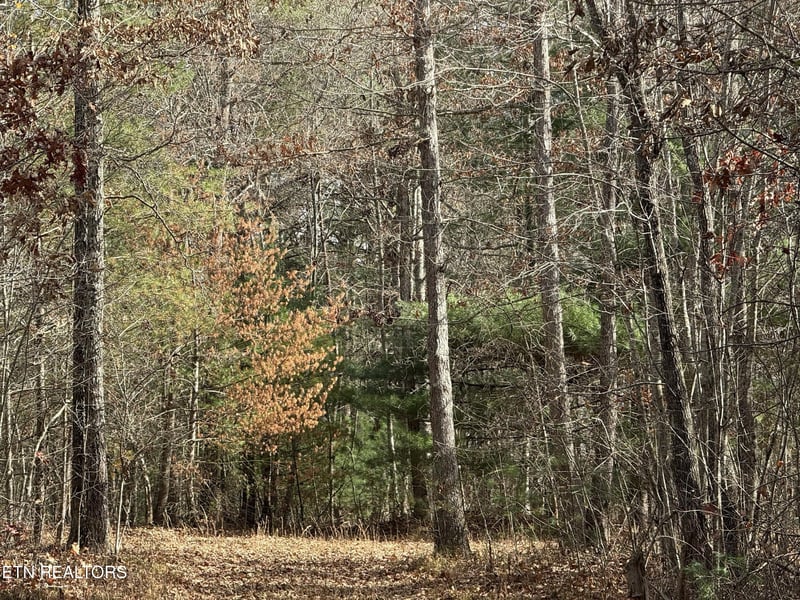 0 Valerie Drive 10 77 Acres Dr, Deer Lodge, TN 37726