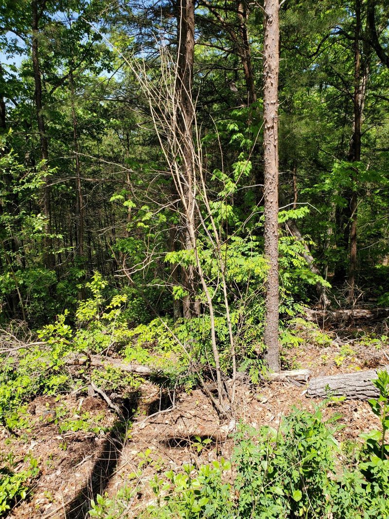 0 Walnut Ct, Sevierville, TN 37876