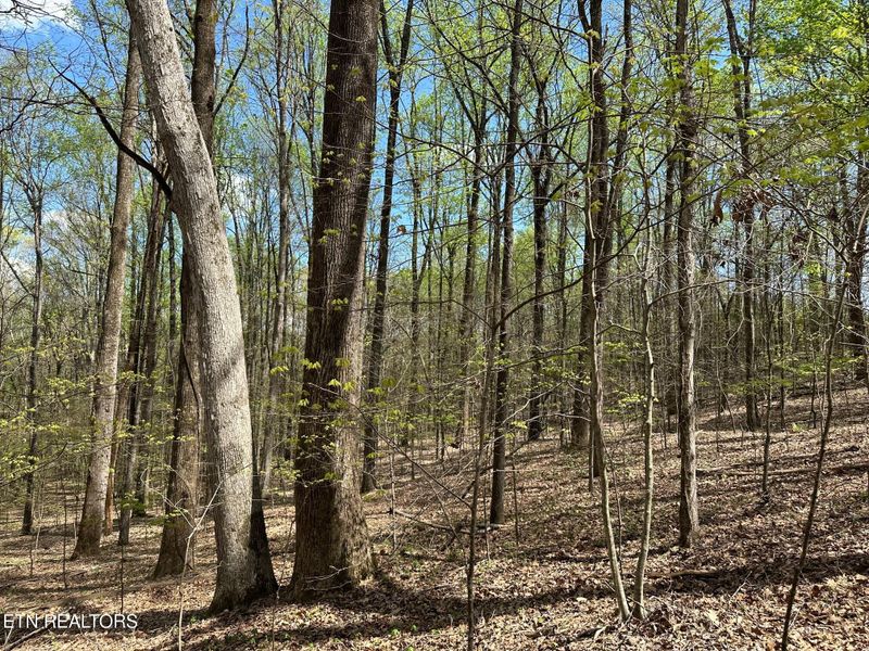 0 White Pine Rd Off Rd, Harriman, TN 37748