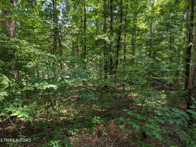 0 White St #31, Rockwood, TN 37854