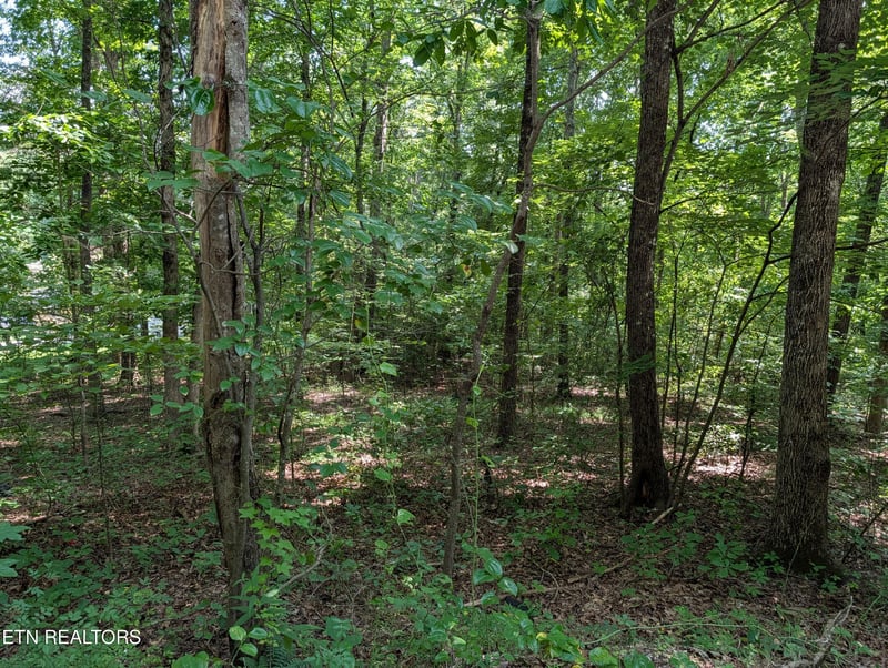 0 White St #31, Rockwood, TN 37854