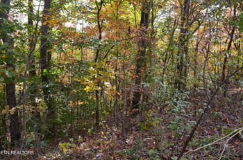 0 Whitman Hollow Rd, Lafollette, TN 37766