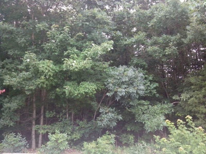 0 Willow Springs Rd 3 63 Acres, Ten Mile, TN 37880