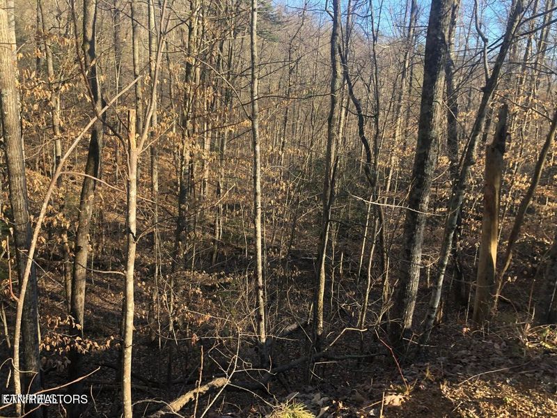 0 Yellowwood Dr, Sevierville, TN 37876