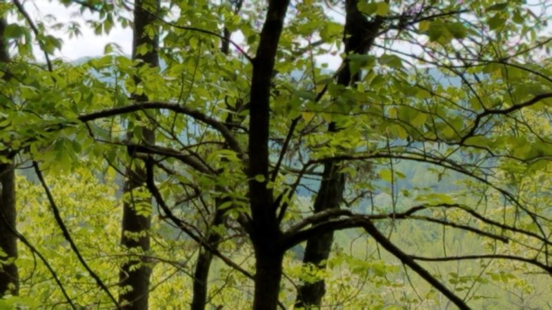 00 Bullen Valley Rd #190 Acres, Thorn Hill, TN 37881