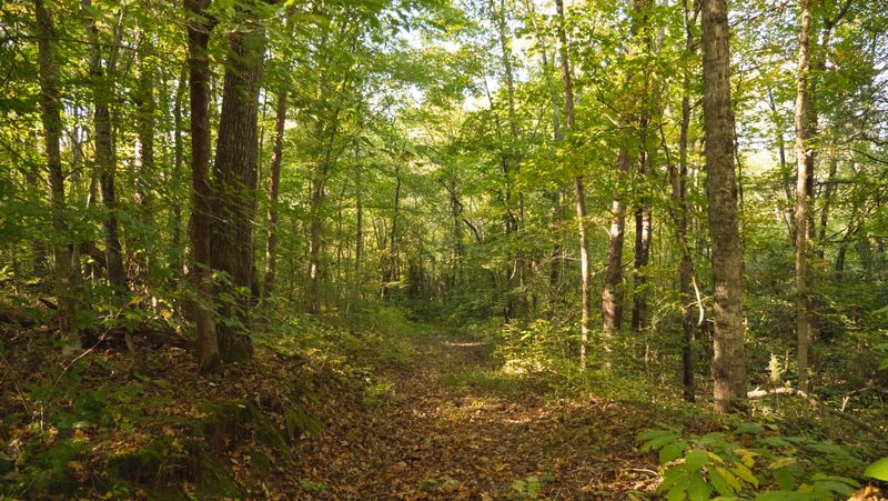 00 Cherry, Rutledge, TN 37861