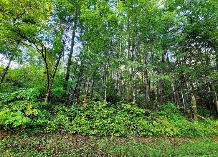 00 Smithfield Rd, Tellico Plains, TN 37385