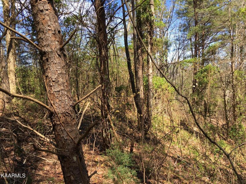 000 Highlands Bluff Rd, Tellico Plains, TN 37385