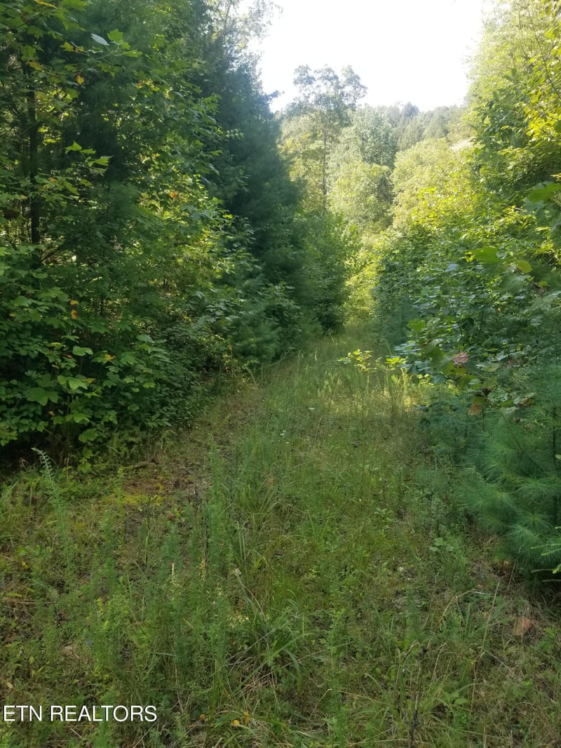 000 Reid Watson Rd, Deer Lodge, TN 37726