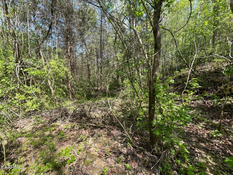 1.43 acre Mt Harmony Rd, Tellico Plains, TN 37385