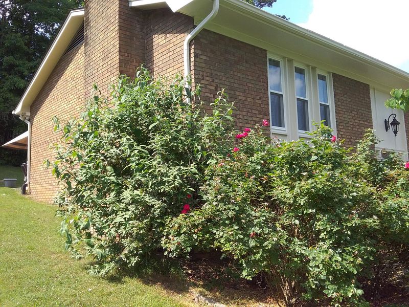 10029 Pitch Pine Dr, Powell, TN 37849