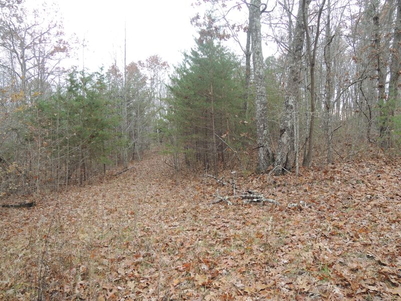 1017 Deer Lodge Hwy, Sunbright, TN 37872