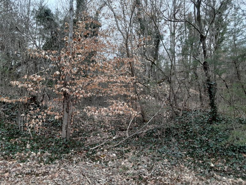 104 ac Alex Bales Rd, Kodak, TN 37764
