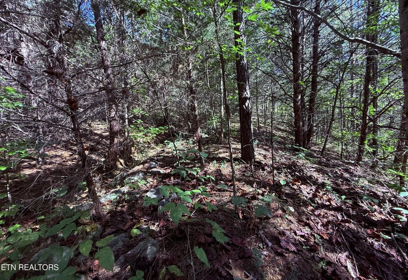 1041 Crown Ridge Ln, Powell, TN 37849