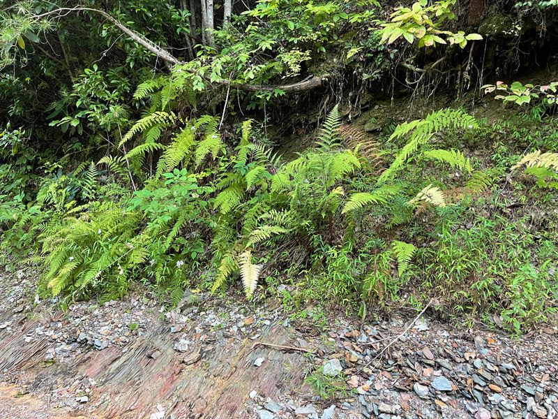 109 Bailey Rd, Tellico Plains, TN 37385