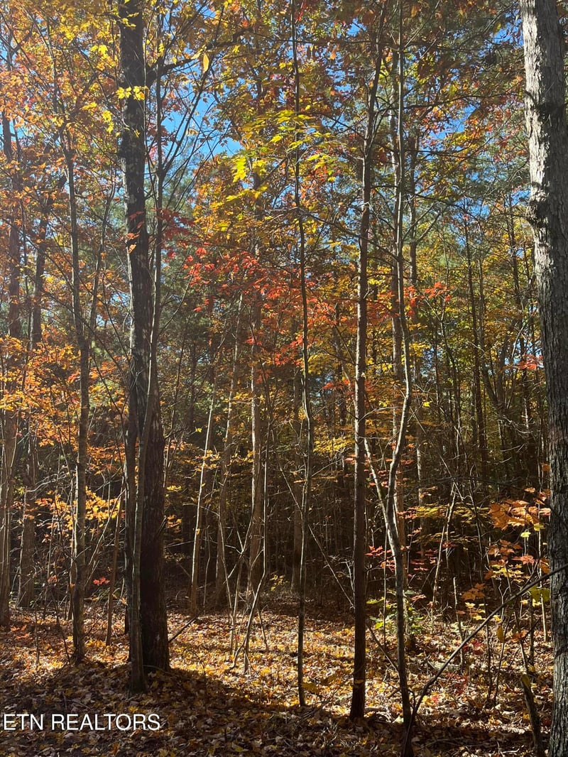 109 Cherokee Pa, Tellico Plains, TN 37385