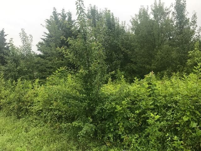 11 Stowers Dr, Corryton, TN 37721