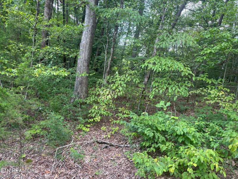 1146 Pine Mountain Rd, Pigeon Forge, TN 37862