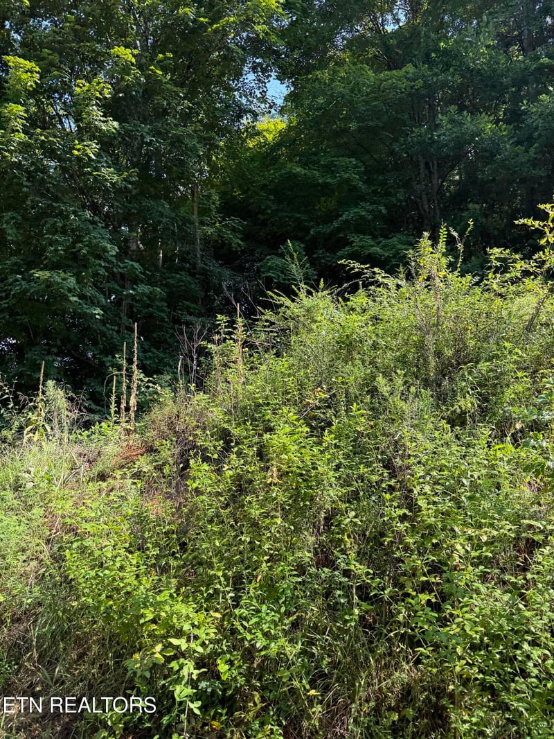 115 Hughes Hollow Rd, Philadelphia, TN 37846