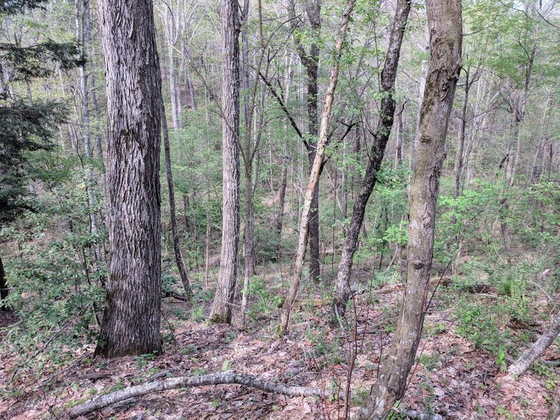 1200 Glades Rd, Sunbright, TN 37872