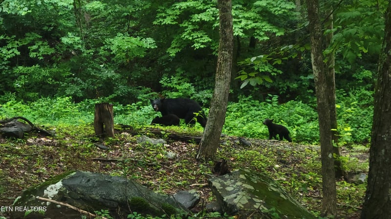 1235 Ski Mountain Rd #APT 610, Gatlinburg, TN 37738