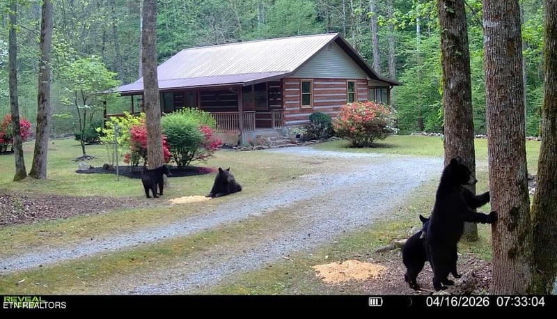 1256 E Millers Cove Rd, Walland, TN 37886