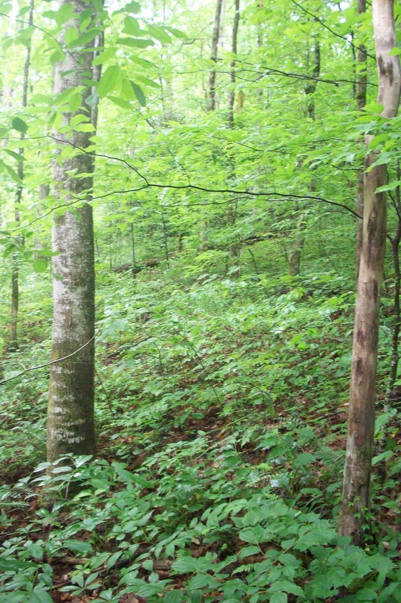 128 Springside Way, Townsend, TN 37882