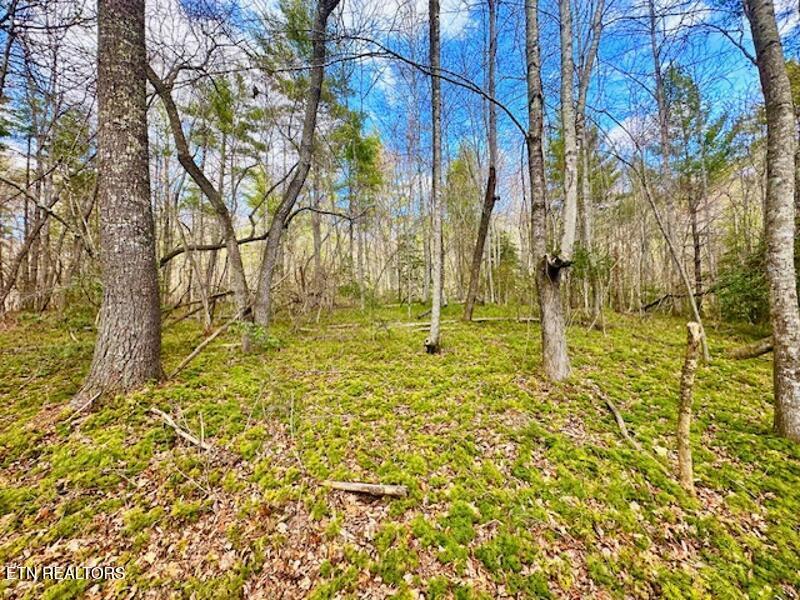 144 Gunter Place Rd #3, Sunbright, TN 37872