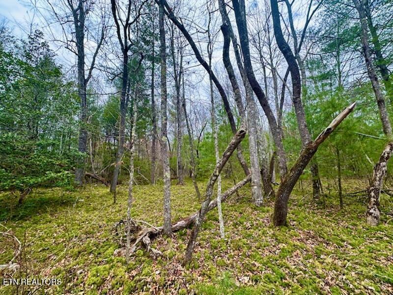 144 Gunter Place Rd #4, Sunbright, TN 37872